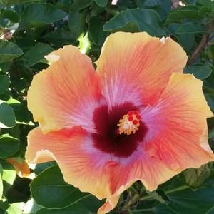 Meet your Posher, Wailin